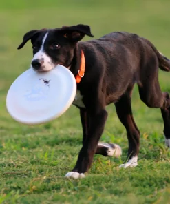 Durable Dog Training Disc – Lightweight Easy-Catch Toy for Puppies & Adult Dogs 3