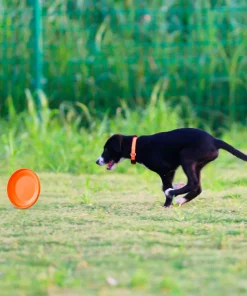 Durable Dog Training Disc – Lightweight Easy-Catch Toy for Puppies & Adult Dogs 5