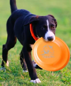 Durable Dog Training Disc – Lightweight Easy-Catch Toy for Puppies & Adult Dogs 4