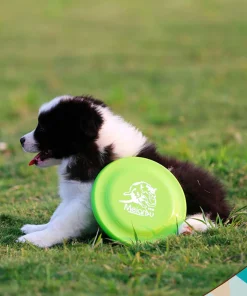 Durable Dog Training Disc – Lightweight Easy-Catch Toy for Puppies & Adult Dogs 2